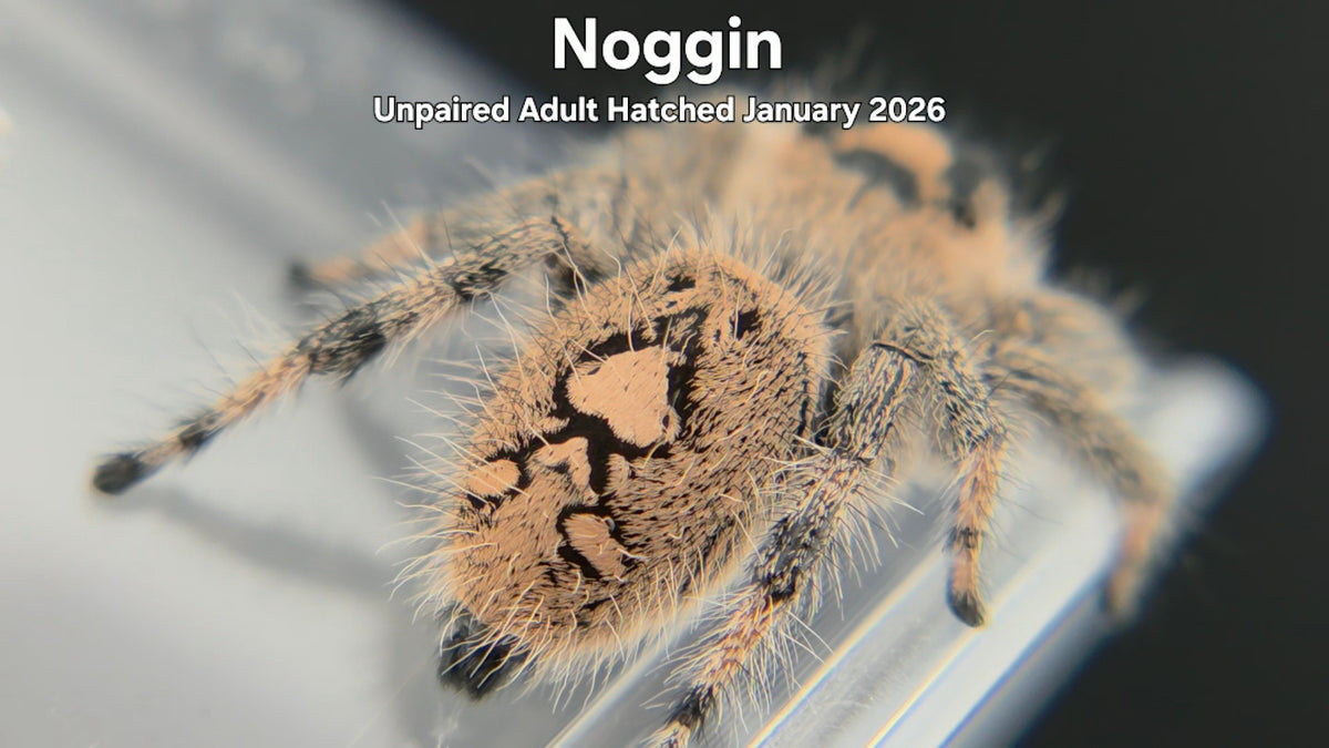 "Noggin" Female Regal Jumping Spider (Phidippus regius) Unpaired Adult Hatched January 2026