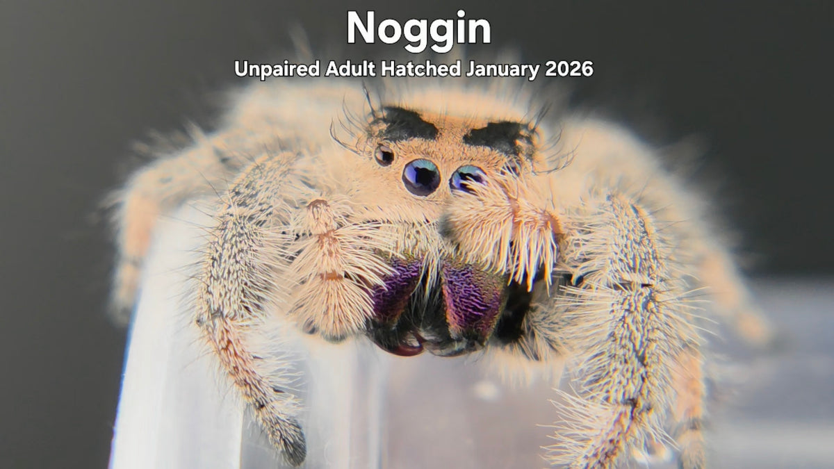 "Noggin" Female Regal Jumping Spider (Phidippus regius) Unpaired Adult Hatched January 2026