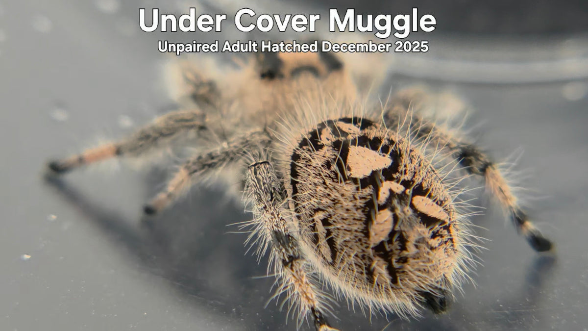 "Under Cover Muggle" Female Regal Jumping Spider (Phidippus regius) Unpaired Adult Hatched December 2025