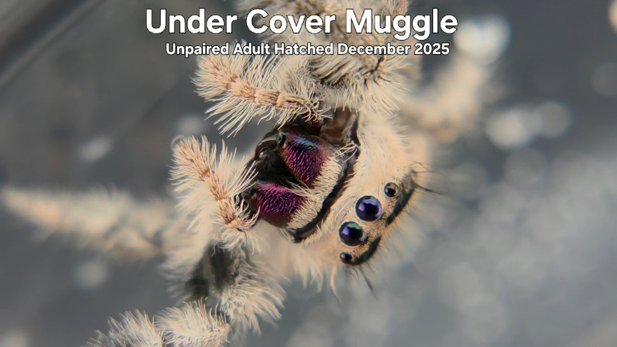 "Under Cover Muggle" Female Regal Jumping Spider (Phidippus regius) Unpaired Adult Hatched December 2025
