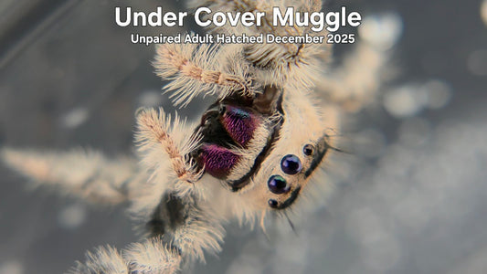 "Under Cover Muggle" Female Regal Jumping Spider (Phidippus regius) Unpaired Adult Hatched December 2025