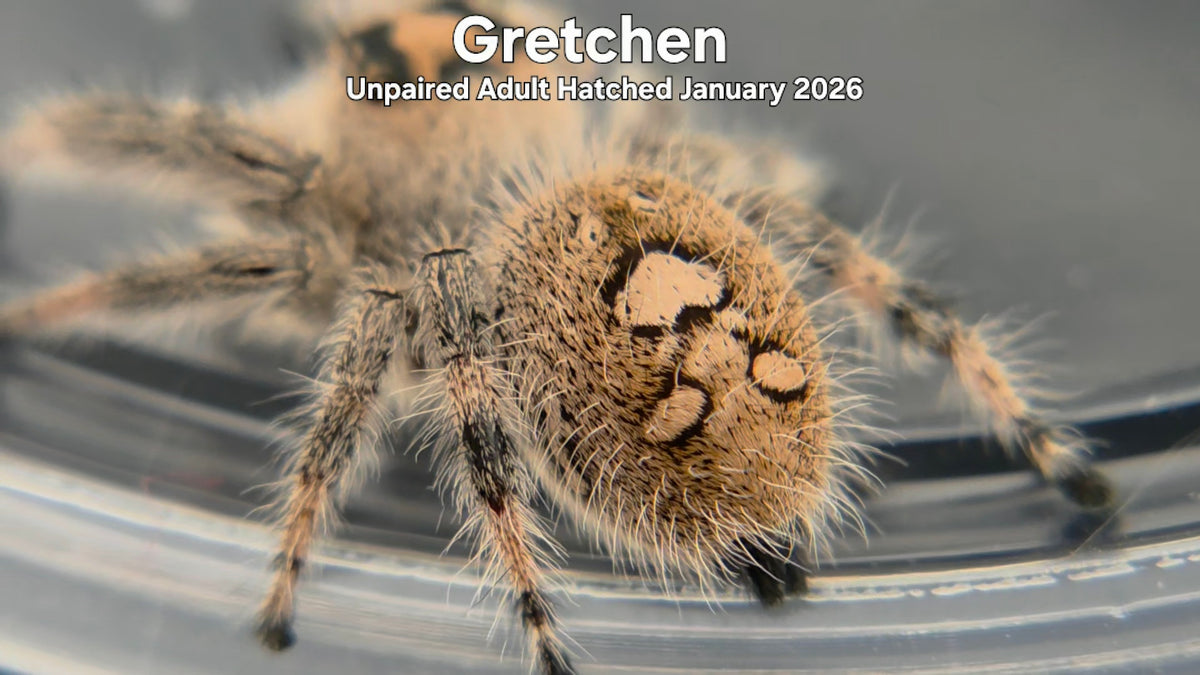 "Gretchen" Female Regal Jumping Spider (Phidippus regius) Unpaired Adult Hatched January 2026