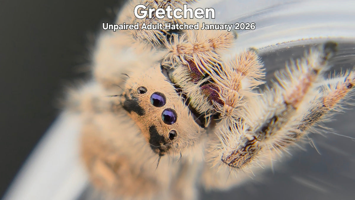 "Gretchen" Female Regal Jumping Spider (Phidippus regius) Unpaired Adult Hatched January 2026