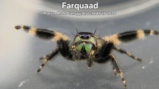 "Farquaad" Male Canopy Jumping Spider (Phidippus otiosus) Adult Hatched February 2026