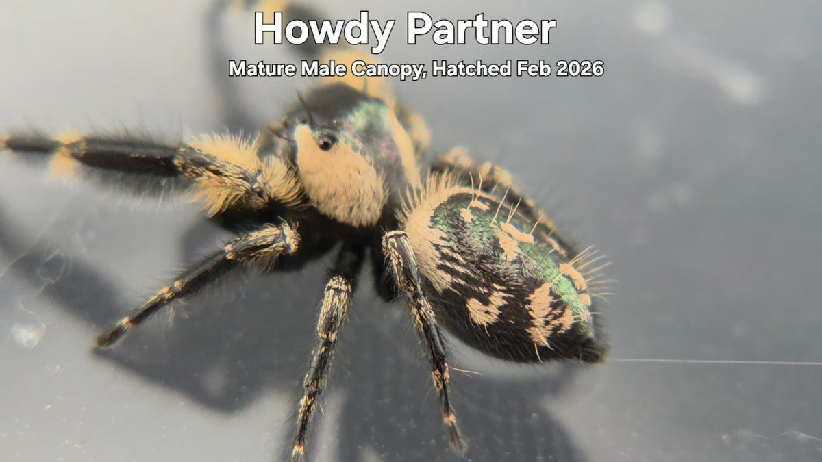 "Howdy Partner" Male Canopy Jumping Spider (Phidippus otiosus) Adult Hatched February 2026