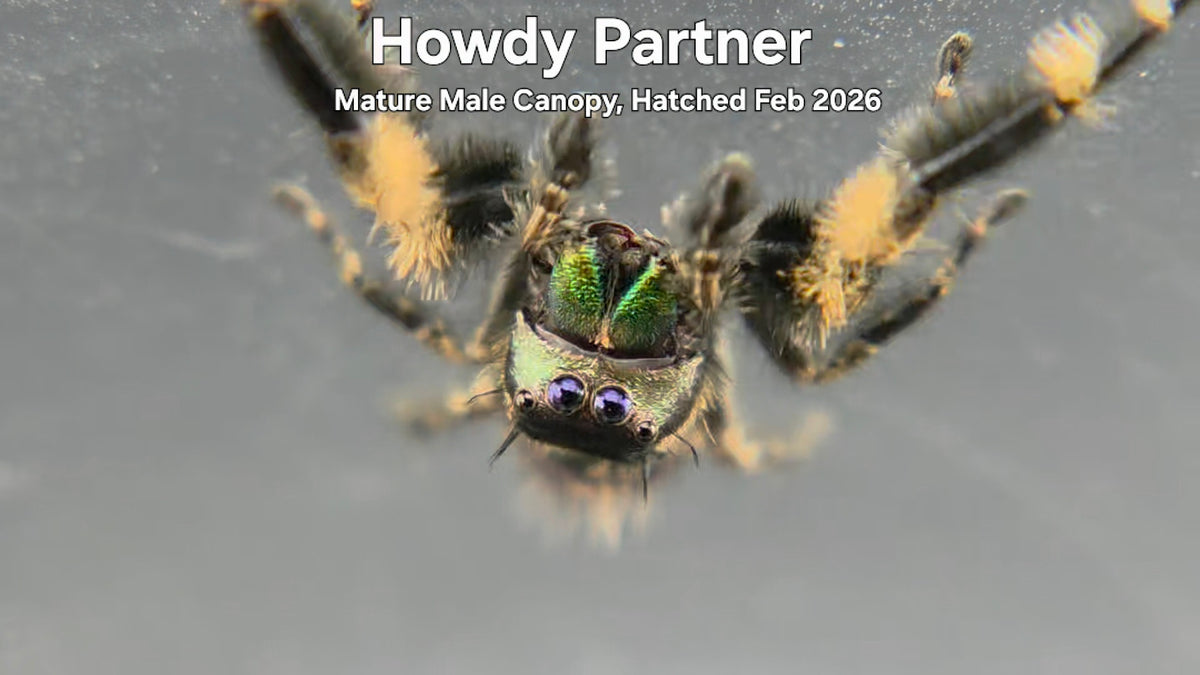 "Howdy Partner" Male Canopy Jumping Spider (Phidippus otiosus) Adult Hatched February 2026