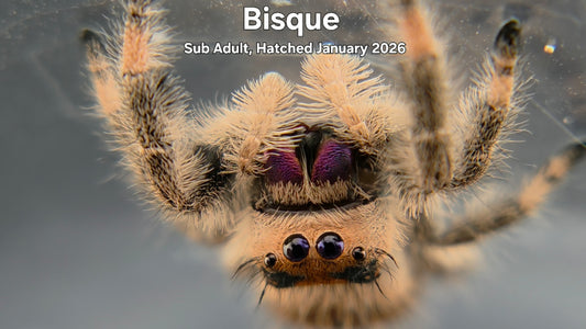 "Bisque" Female Regal Jumping Spider (Phidippus regius) Sub Adult Hatched January 2026