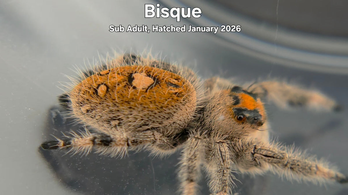 "Bisque" Female Regal Jumping Spider (Phidippus regius) Sub Adult Hatched January 2026