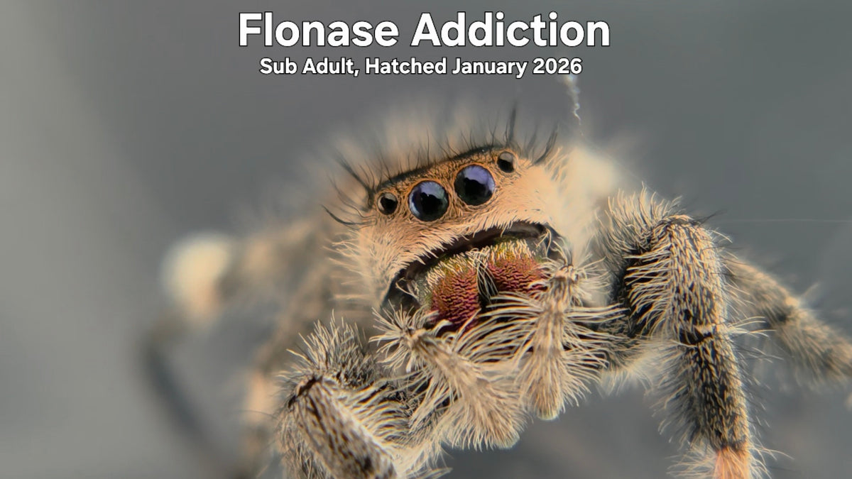 "Flonase Addiction" Female Regal Jumping Spider (Phidippus regius) Sub Adult Hatched January 2026