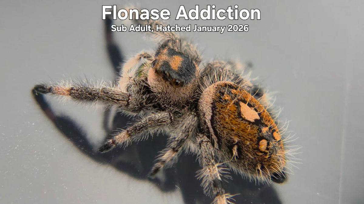 "Flonase Addiction" Female Regal Jumping Spider (Phidippus regius) Sub Adult Hatched January 2026
