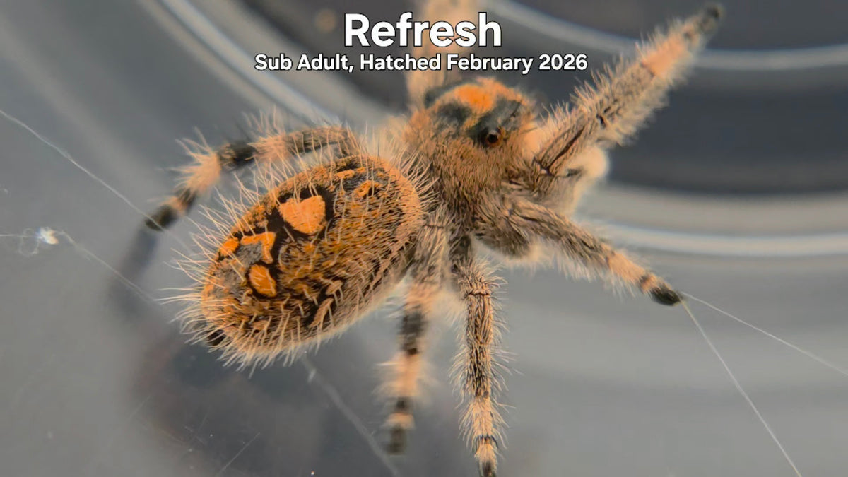 "Refresh" Female Regal Jumping Spider (Phidippus regius) Sub Adult Hatched February 2026