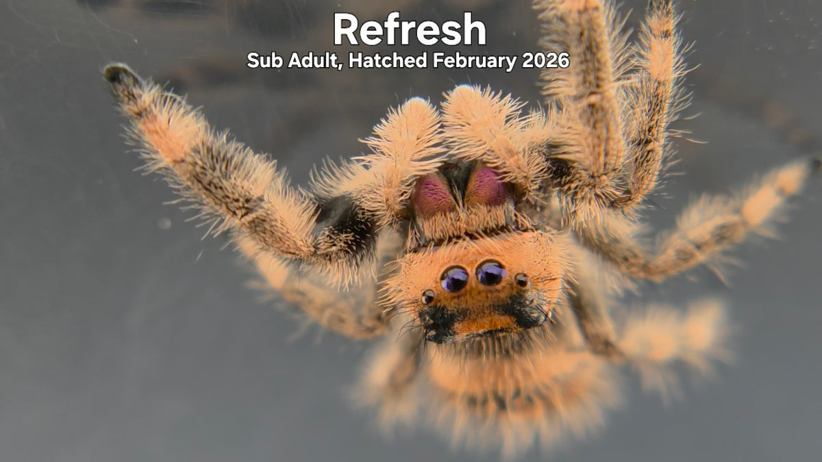 "Refresh" Female Regal Jumping Spider (Phidippus regius) Sub Adult Hatched February 2026