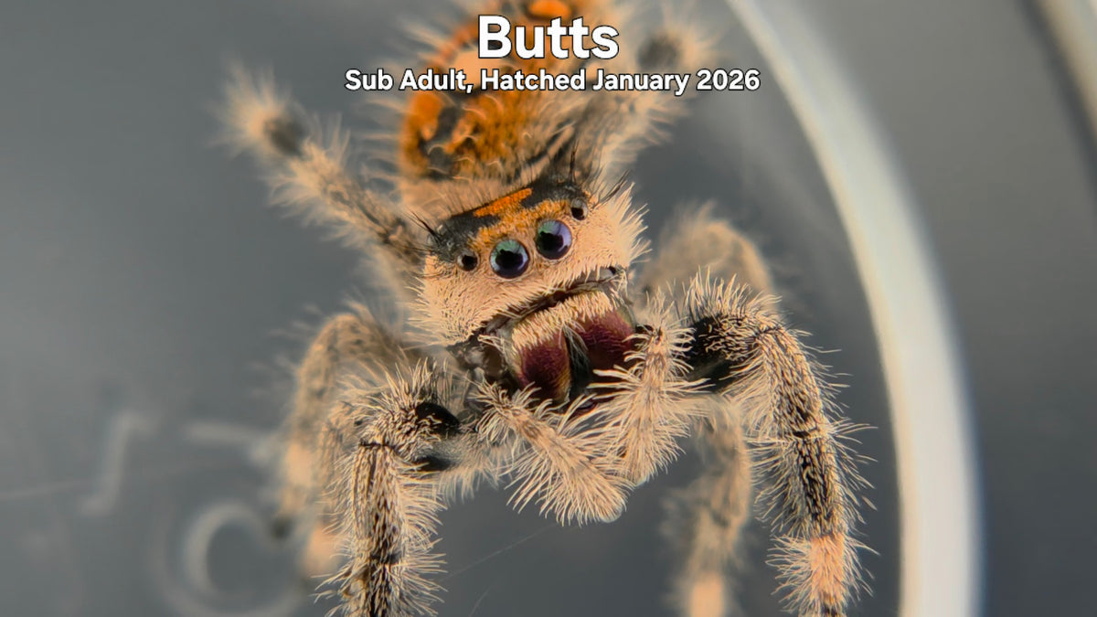 "Butts" Female Regal Jumping Spider (Phidippus regius) Sub Adult Hatched January 2026