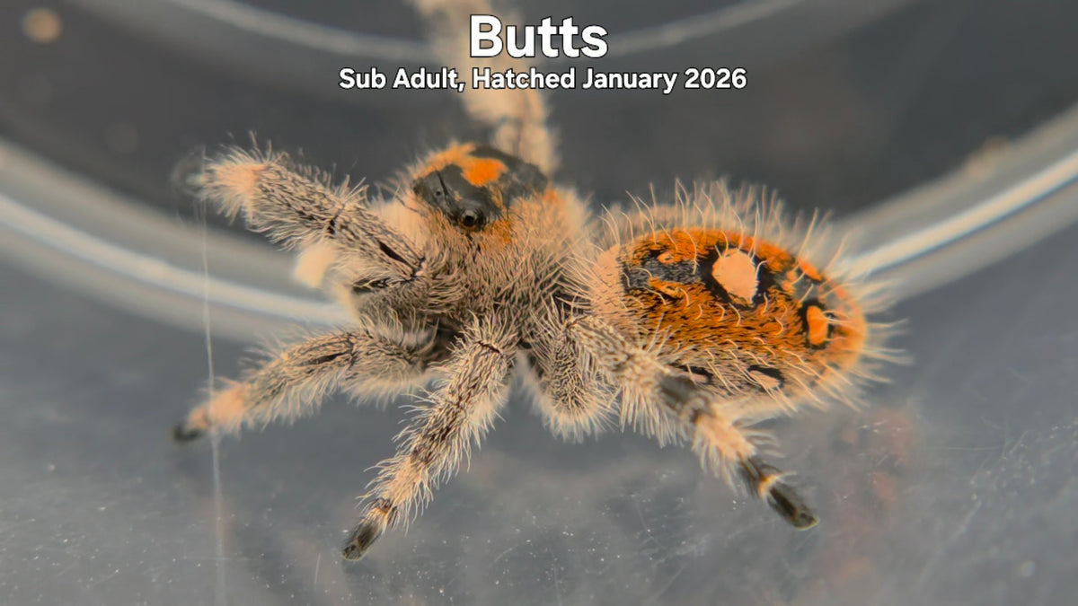 "Butts" Female Regal Jumping Spider (Phidippus regius) Sub Adult Hatched January 2026