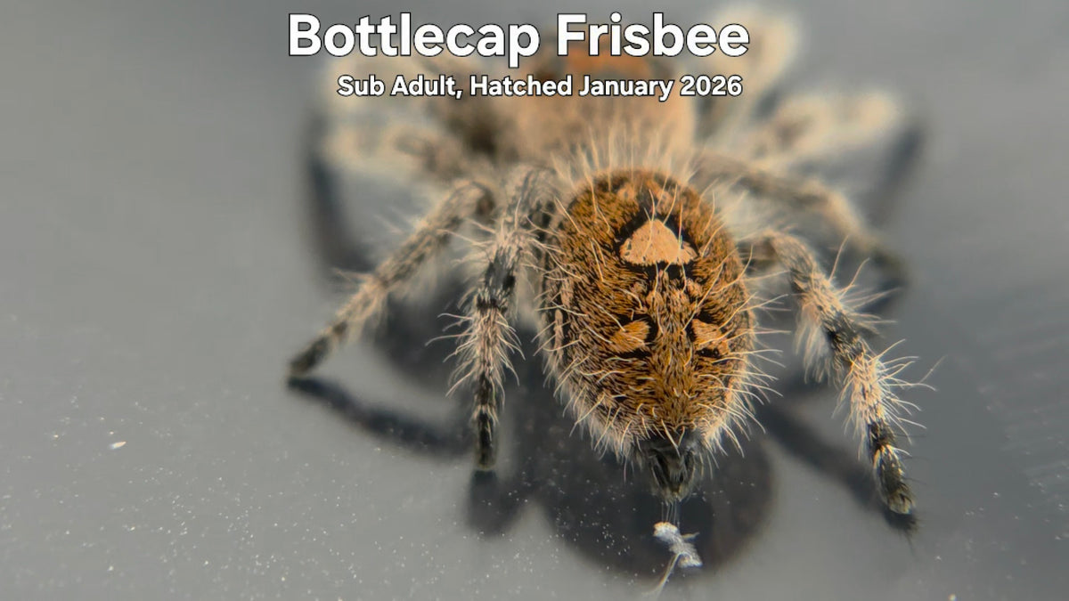 "Bottlecap Frisbee" Female Regal Jumping Spider (Phidippus regius) Sub Adult Hatched January 2026