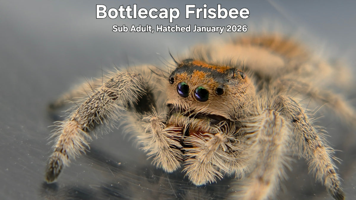 "Bottlecap Frisbee" Female Regal Jumping Spider (Phidippus regius) Sub Adult Hatched January 2026