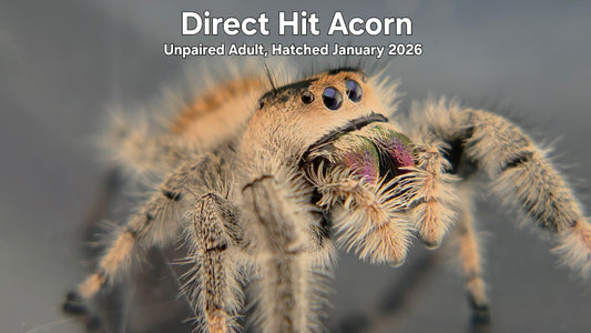 "Direct Hit Acorn" Female Regal Jumping Spider (Phidippus regius) Sub Adult Hatched January 2026
