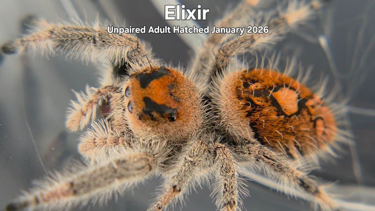 "Elixir" Female Regal Jumping Spider (Phidippus regius) Unpaired Adult Hatched January 2026