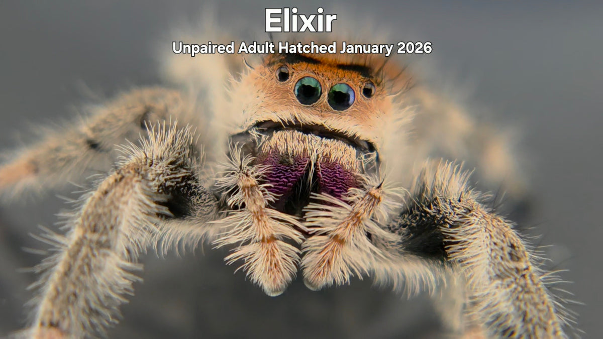 "Elixir" Female Regal Jumping Spider (Phidippus regius) Unpaired Adult Hatched January 2026