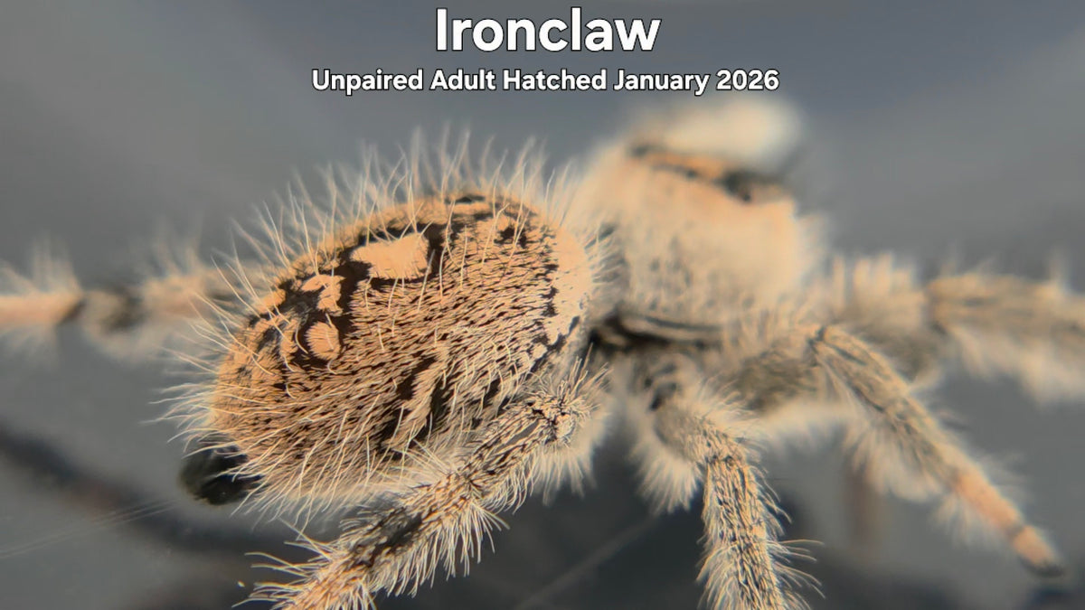 "Ironclaw" Female Regal Jumping Spider (Phidippus regius) Unpaired Adult Hatched January 2026