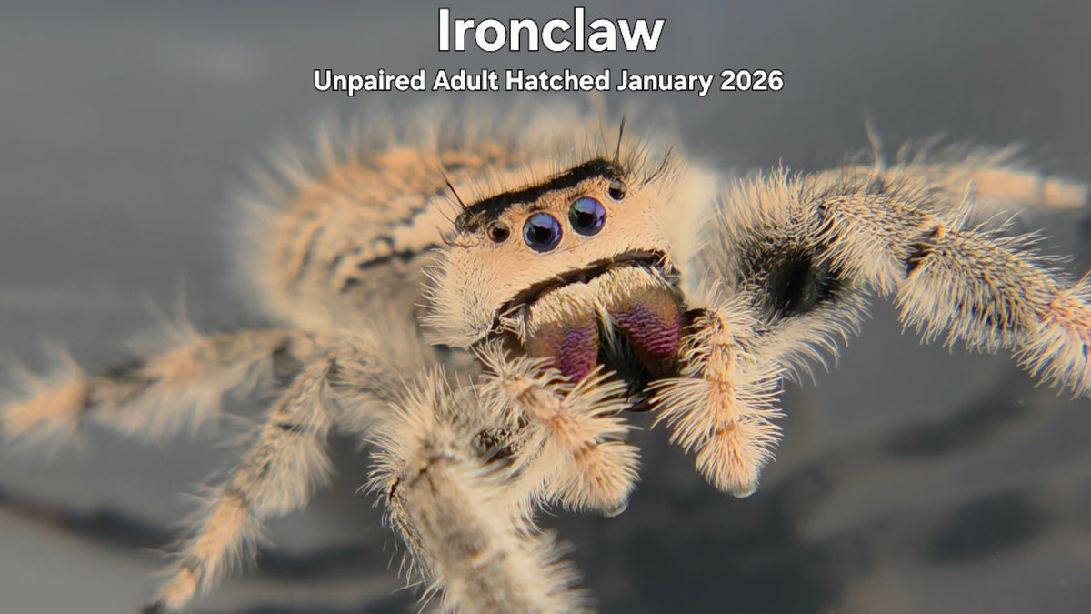 "Ironclaw" Female Regal Jumping Spider (Phidippus regius) Unpaired Adult Hatched January 2026