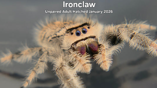 "Ironclaw" Female Regal Jumping Spider (Phidippus regius) Unpaired Adult Hatched January 2026
