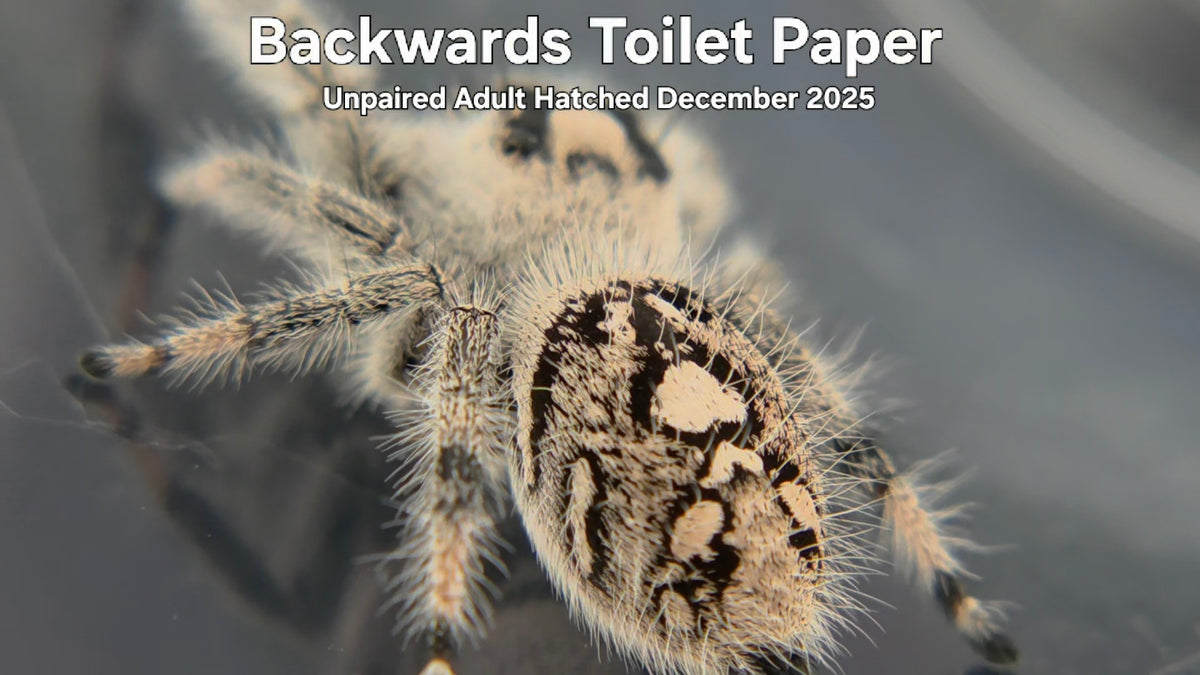 "Backwards Toilet Paper" Female Regal Jumping Spider (Phidippus regius) Unpaired Adult Hatched December 2025