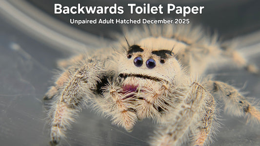 "Backwards Toilet Paper" Female Regal Jumping Spider (Phidippus regius) Unpaired Adult Hatched December 2025