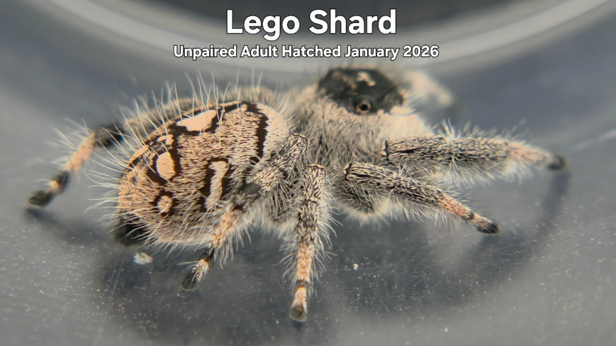 "Lego Shard" Female Regal Jumping Spider (Phidippus regius) Unpaired Adult Hatched January 2026
