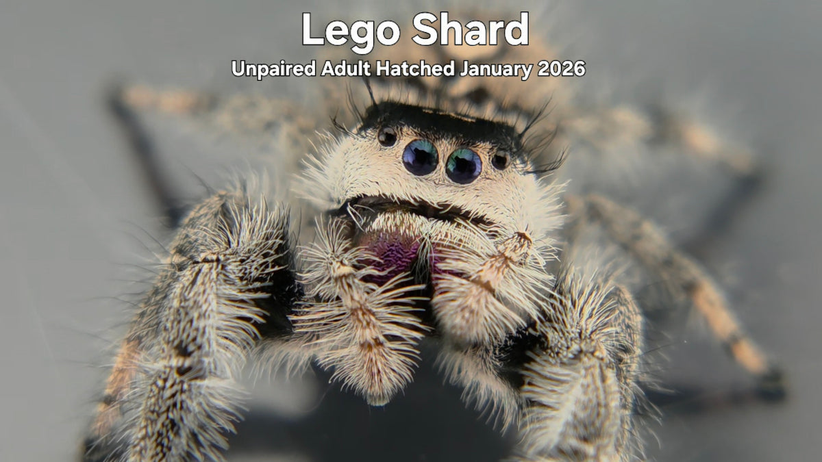 "Lego Shard" Female Regal Jumping Spider (Phidippus regius) Unpaired Adult Hatched January 2026