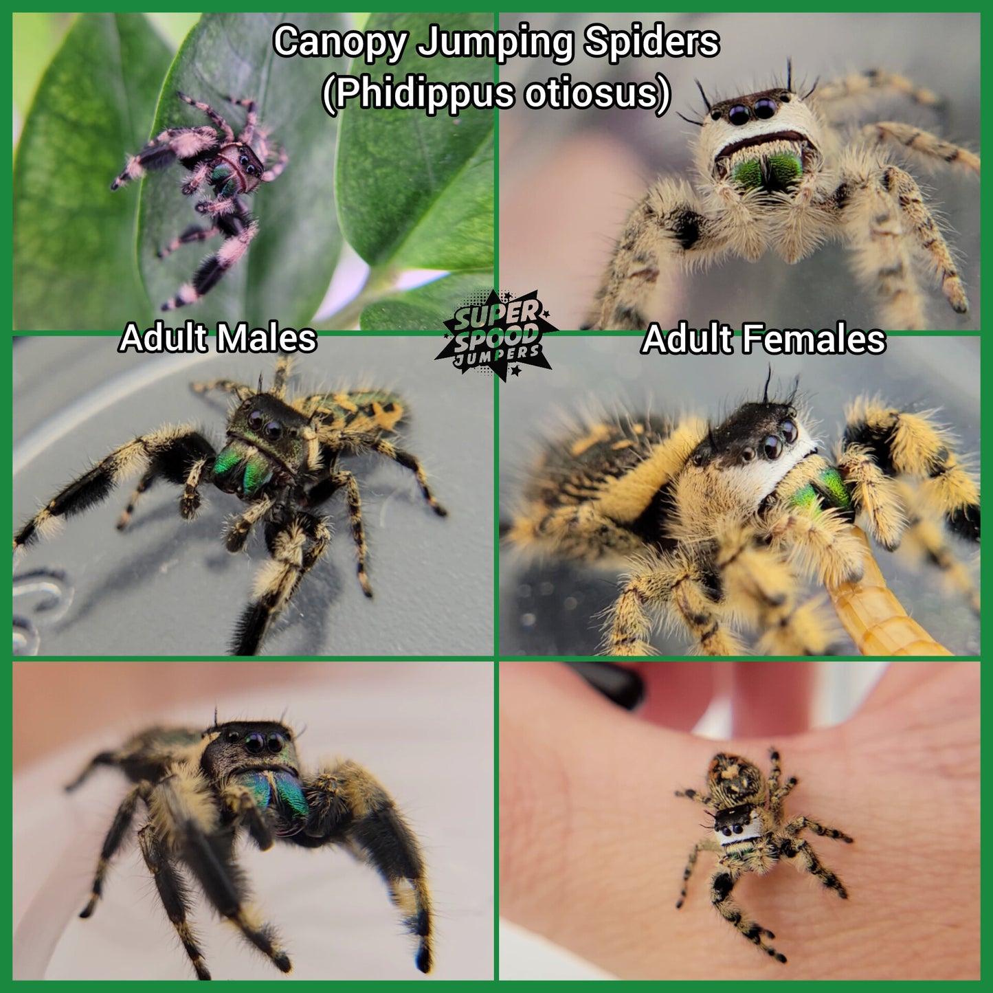 Unsexed Canopy Jumping Spider (Phidippus otiosus) - Juvenile Hatched December 2025