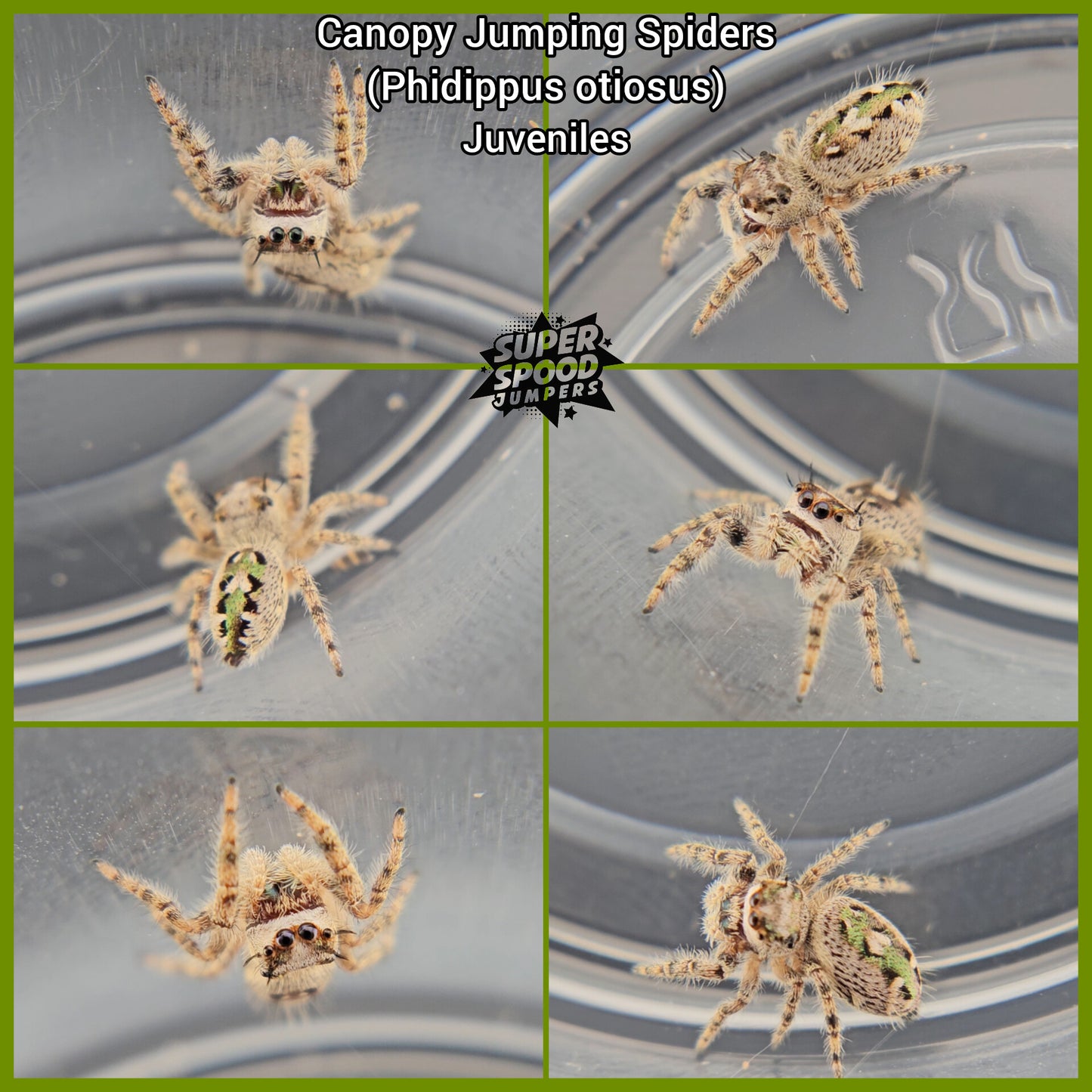 Unsexed Canopy Jumping Spider (Phidippus otiosus) - Juvenile Hatched December 2025