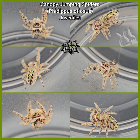 Unsexed Canopy Jumping Spider (Phidippus otiosus)