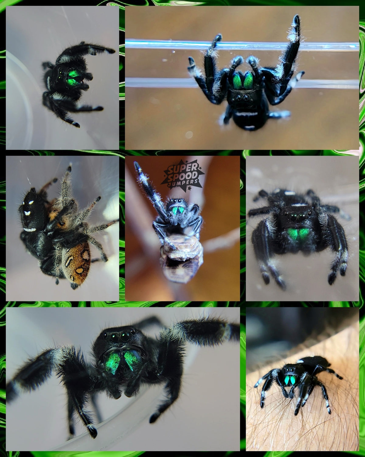 Mature Male Regal Jumping Spider (Phidippus regius) From Orange Parents