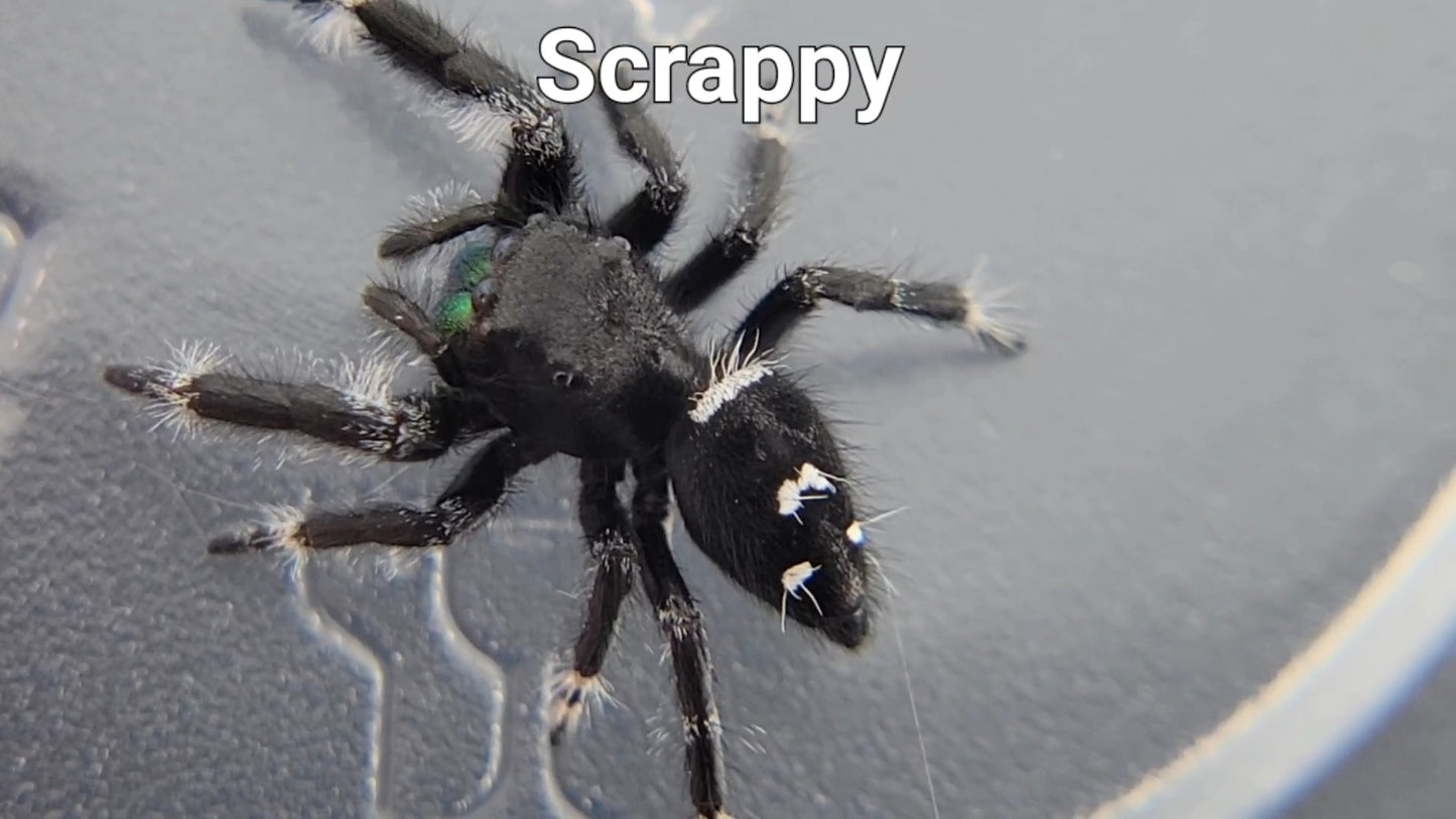 Scrappy - Male Regal (Shipping Invoiced Separately)