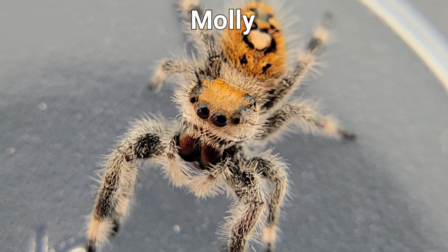 Molly - Female Regal (Shipping Invoiced Separately)