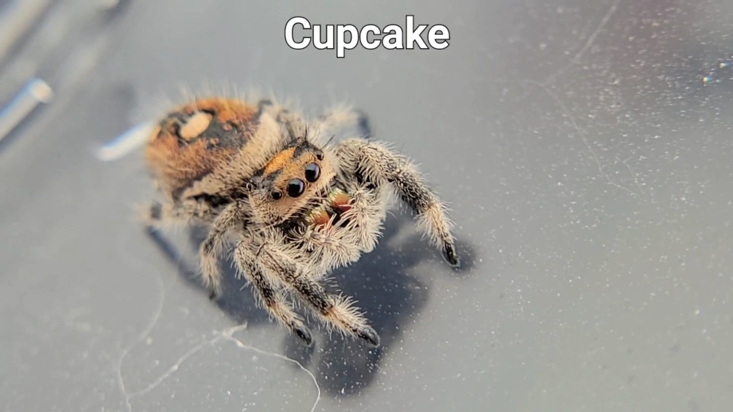 Cupcake - Female Regal (Shipping Invoiced Separately)