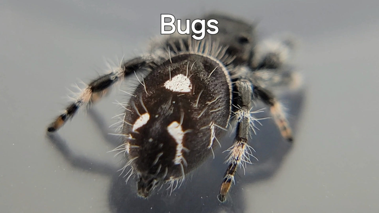 Bugs - Male Regal (Shipping Invoiced Separately)