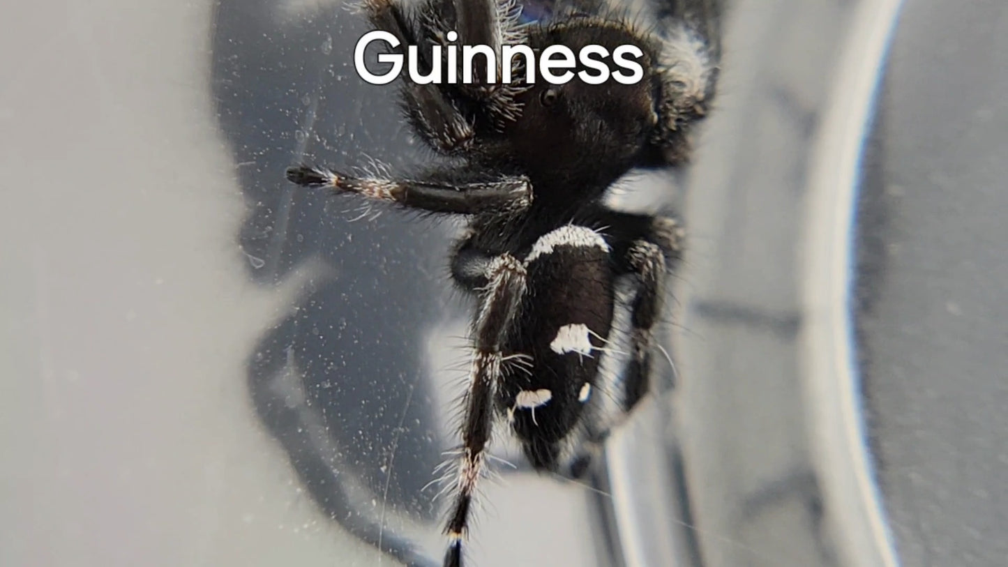 Guinness - Male Regal (Shipping Invoiced Separately)