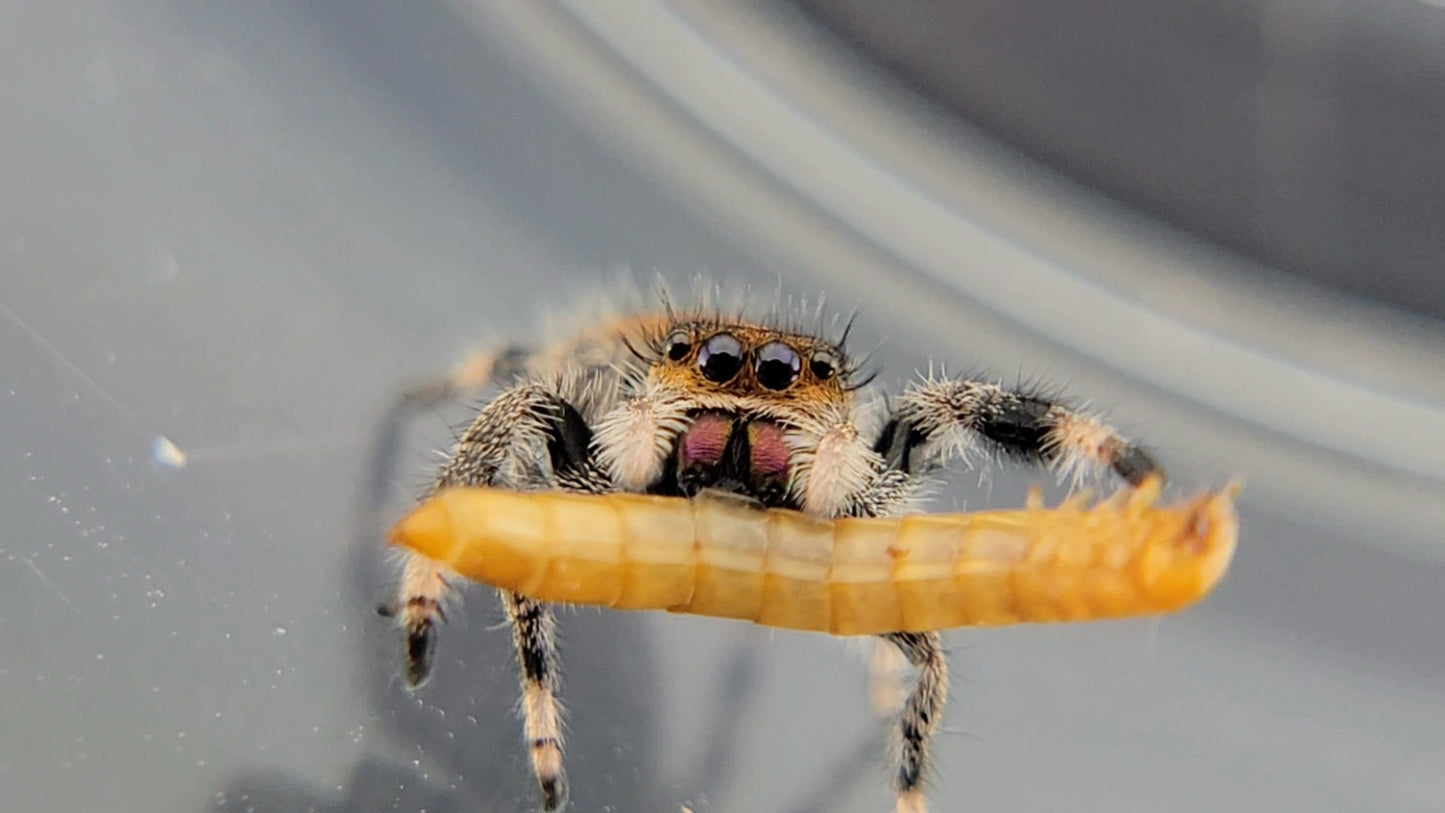 Bean - Female Regal (Shipping Invoiced Separately)