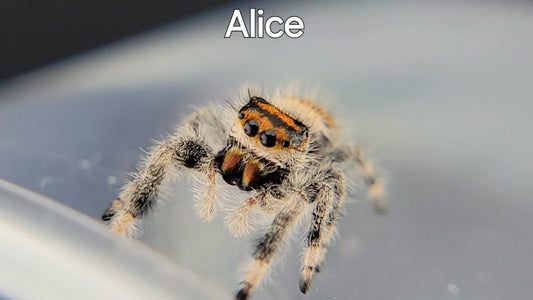 Alice - Female Regal (Shipping Invoiced Separately)