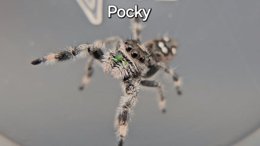 Pocky - Regal Male (Shipping Invoiced Separately)