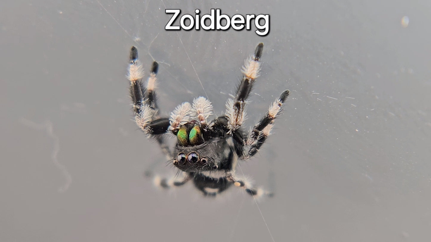 Zoidberg - Male Regal (Shipping Invoiced Separately)
