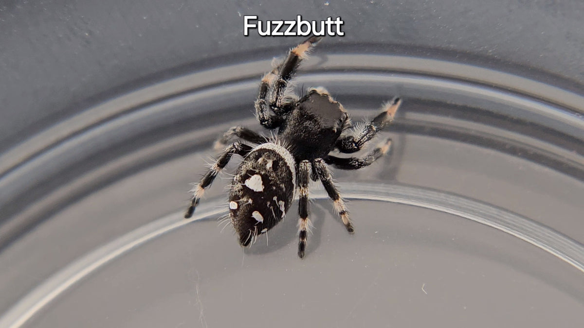 Spider Fuzzbum Fuzzbutt - Male Regal (Shipping Invoiced Separately) – Super Spood Jumpers