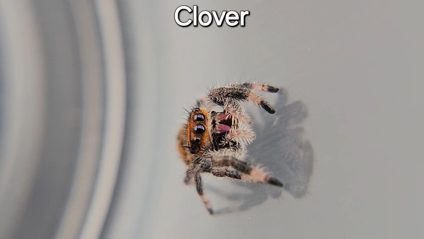 Clover - Female Regal (Shipping Invoiced Manually)