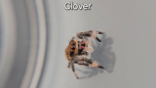 Clover - Female Regal (Shipping Invoiced Manually)