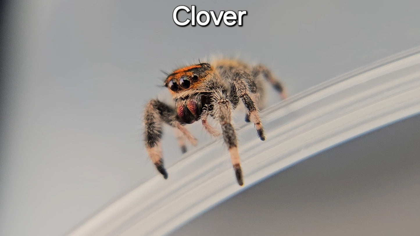 Clover - Female Regal (Shipping Invoiced Manually)