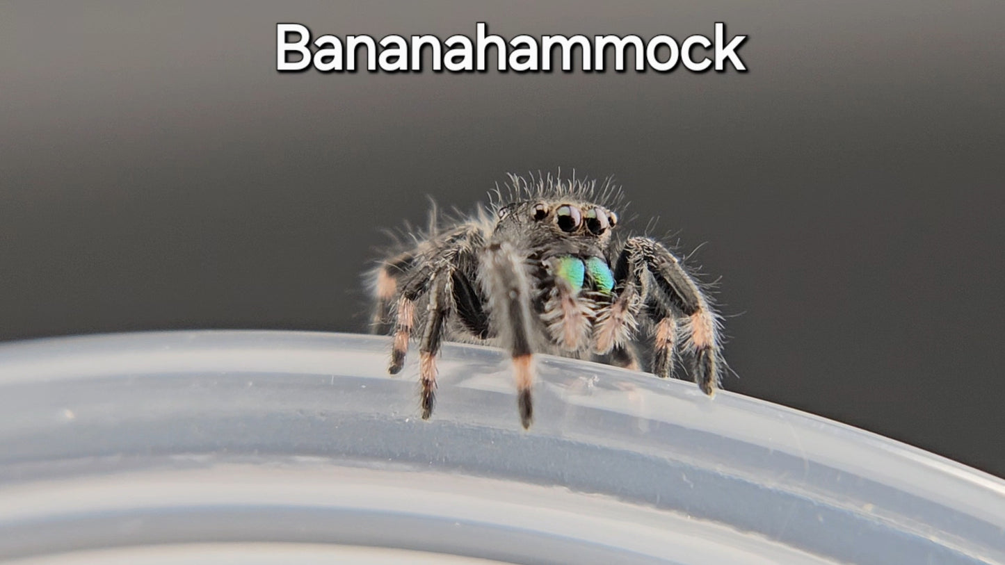 Bananahammock - Male Regal (Shipping Invoiced Manually)