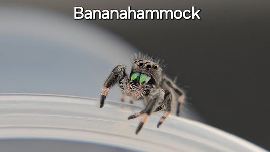 Bananahammock - Male Regal (Shipping Invoiced Manually)