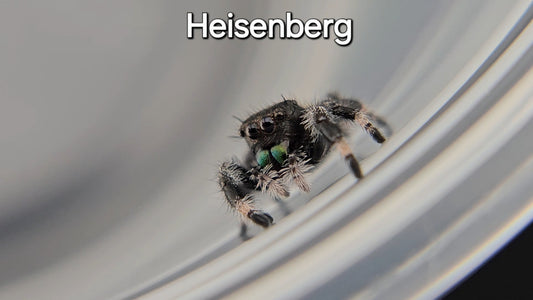 Heisenberg - Male Regal (Shipping Invoiced Manually)